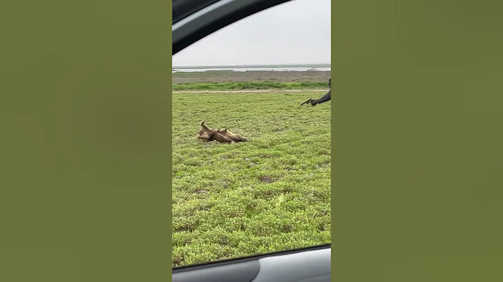 Wild hog vs suppressed 22 pistol!!