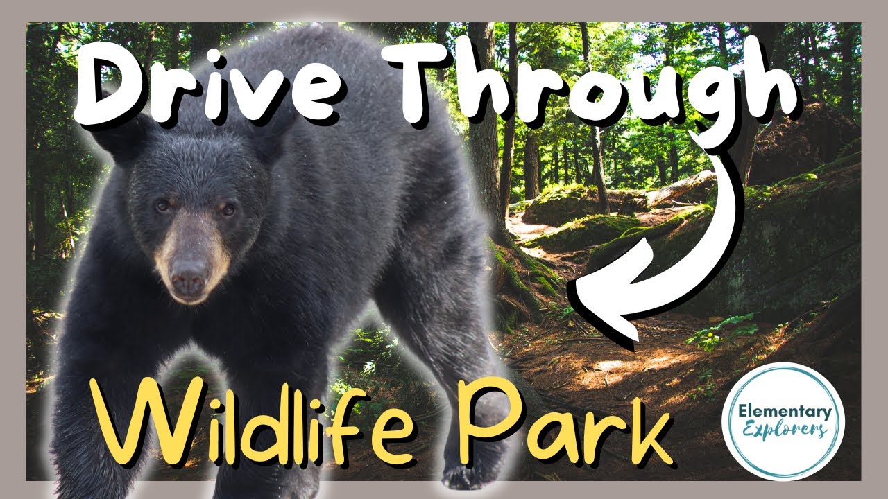 Bearizona Drive Thru Wildlife Park Bears, Burros, Badgers & More