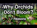 Orchids Don't Bloom? Here Seven Reasons Why