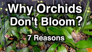 Orchids Don't Bloom? Here Seven Reasons Why