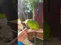 Amazing Singing Parrot 