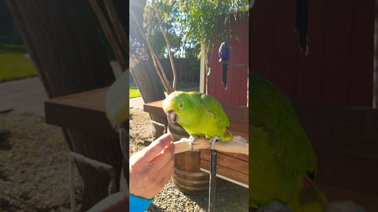 Amazing Singing Parrot YouTube