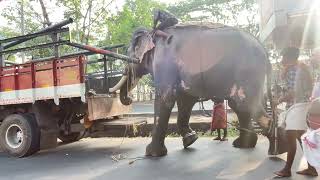 Elephant 🐘 kerala tourism very dangerous work #animalsvideo #animals #animallover #kochi# kerala
