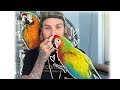 Rescuing a very scared Catalina macaw