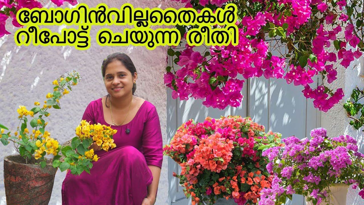 ബോഗിൻവില്ല തൈകൾ വാങ്ങിക്കുമ്പോൾ 
