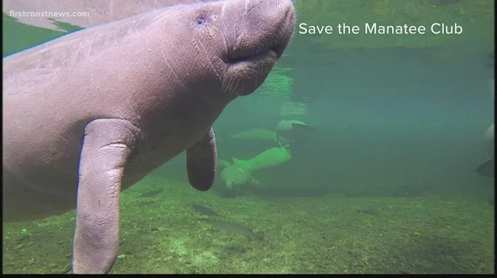 Manatee deaths on the rise as more people are boating during pandemic