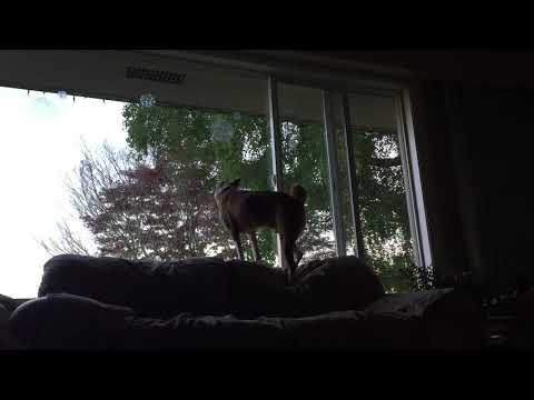 Basenji really barks