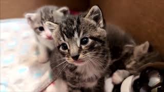 2026-07-24 Micro: Tiny Kittens Love To Play THIS Game