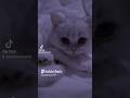 #cat #kitten #cutecat #catvideos #catshorts #funny #music #entertainment