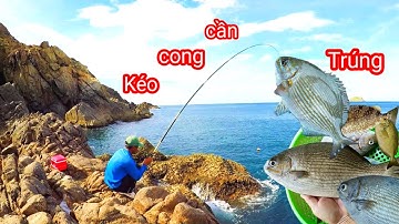 Câu Ghềnh Cá Biển Tự Nhiên, Trúng...! Cá Giò, Cá Tà Ma - Pha Kéo Cong Cần Nghẹt Thở