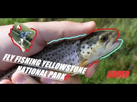 FLY FISHING YELLOWSTONE NATIONAL PARK!
