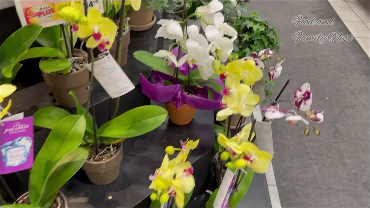 Beautiful Flowers at Shoprite in USA Food and Family Nest YouTube