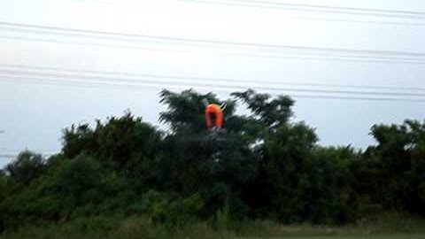 TREX inverted hover.