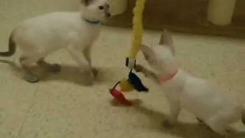 Watch the video about Outgoing Siamese kittens playing with toys- adorable cat babies! Cute kitten video!