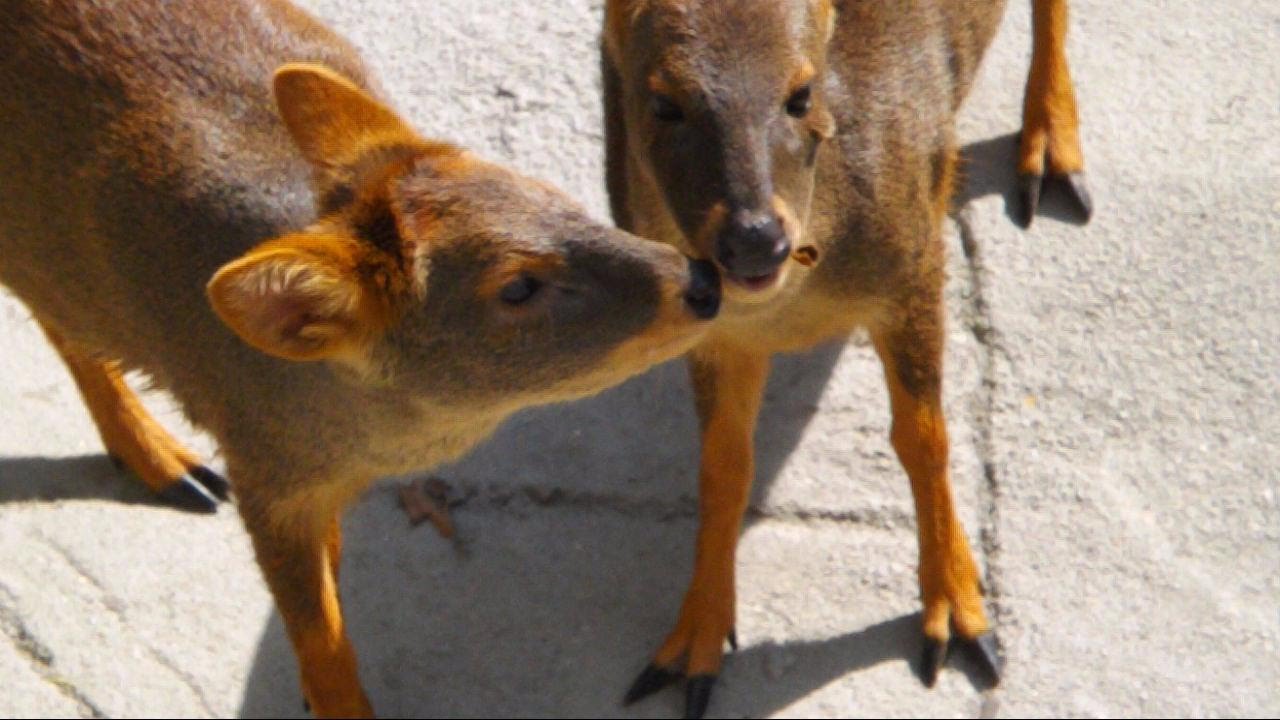 √100以上 世界最小の鹿 314085世界最小の鹿、日本初お目見え 埼玉県こども動物自然公園、大きさは柴犬程度 muryoline