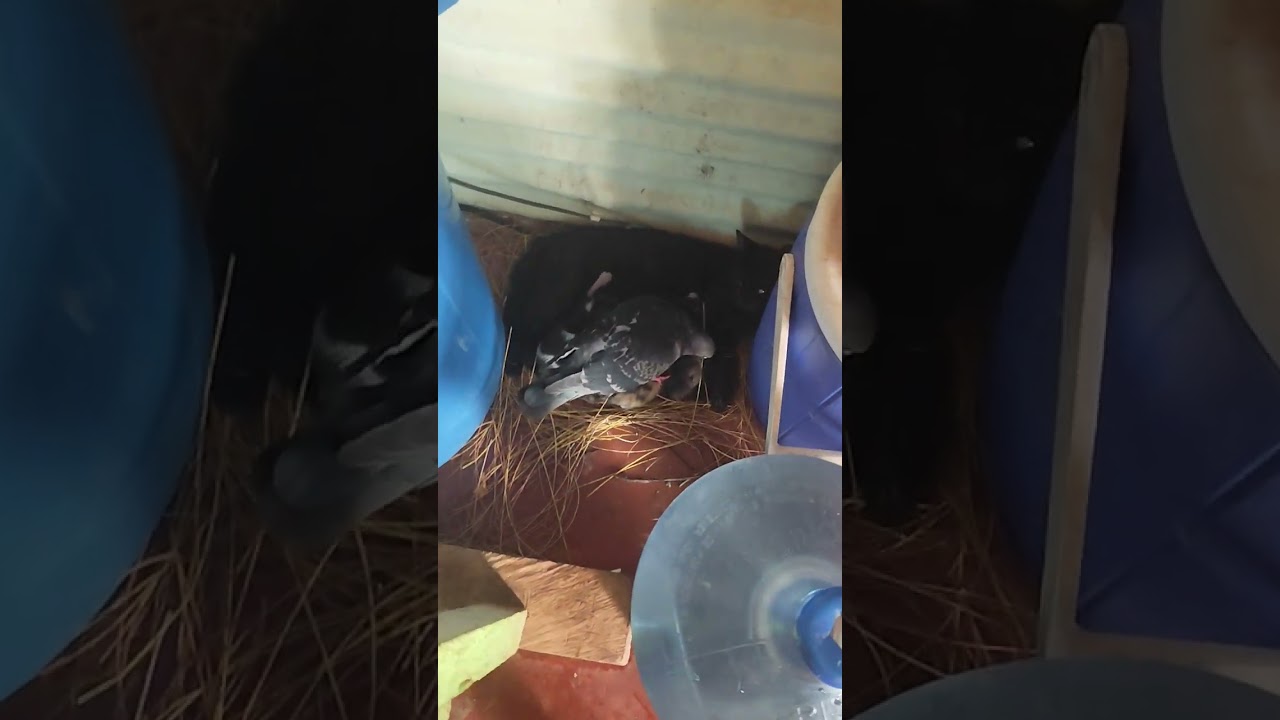 Pigeon Adopts Cat Mother And Kittens