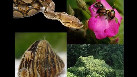 Invasion Ecology and Community Science