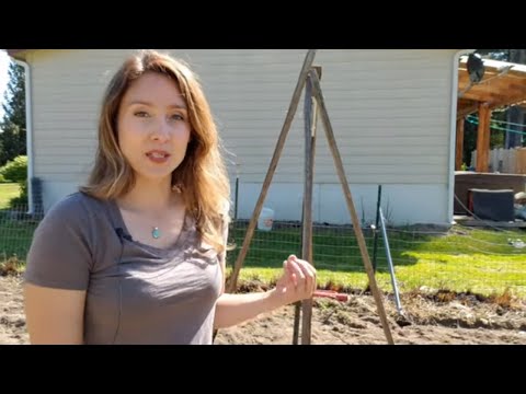 Video: Teepee Plant Support - How To Make A Tipi Trellis For Veggies