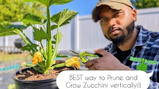 How to Prune zucchini plant and grow vertically | Save Space ! Increase MAX Production ! #zucchini