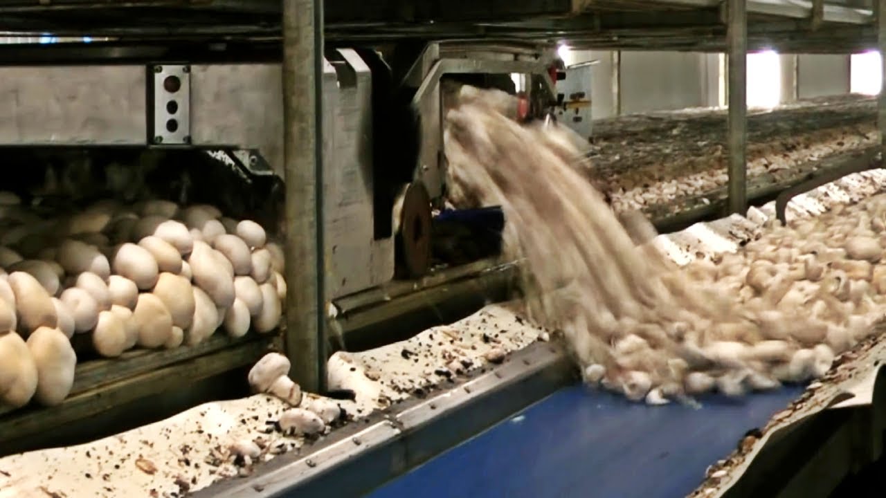 COMO se HACEN los CHAMPIÑONES en lata🍄🥫| Como se CULTIVAN los CHAMPIÑONES comestibles