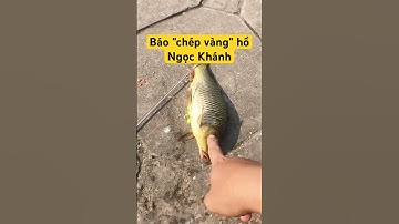 Chép vàng này lạ quá anh em nhỉ 😂