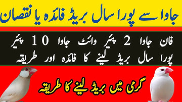 Java se poora Saal breed ka faida ya nuqsan | garmi me breed kese len | fawn java vs white java