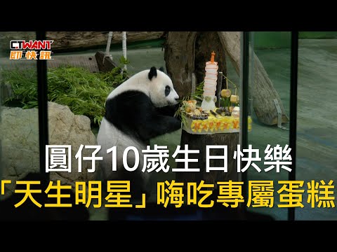 CTWANT 生活趣聞 / 圓仔10歲生日快樂　「天生明星」嗨吃專屬蛋糕