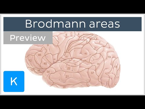 सेरेब्रल कॉर्टेक्स के ब्रोडमैन क्षेत्र (पूर्वावलोकन) - मानव न्यूरोएनाटॉमी | केनहुब