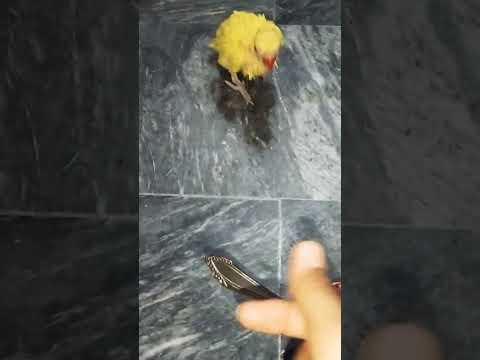 #how to train your parrot to come to you#2023 #youtubeshorts #shortvideo #yellow chick #viralshorts
