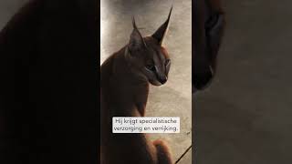 Download Lagu Caracal Sorgo herstelt van zijn huisdierverleden - Stichting AAP MP3 Download Lagu Caracal Sorgo herstelt van zijn huisdierverleden - Stichting AAP MP3
