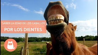 Saber la edad de los caballos por los dientes