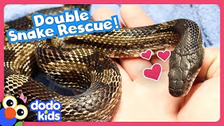 Can Rescuers Save 2 Snakes Stuck In The Weirdest Ways?! | Dodo Kids | Rescued!