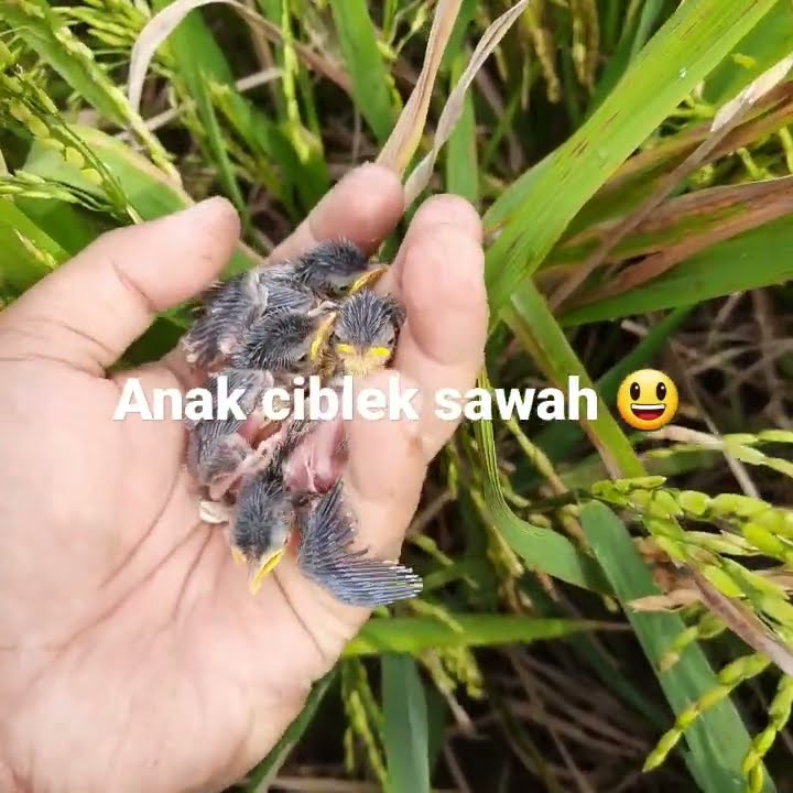 anak ciblek sawah ada 4 😃😃