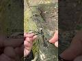 Simpul ini tidak pernah gagal!? Andal dan kuat. #gtknot #diy #shortvideo #knot