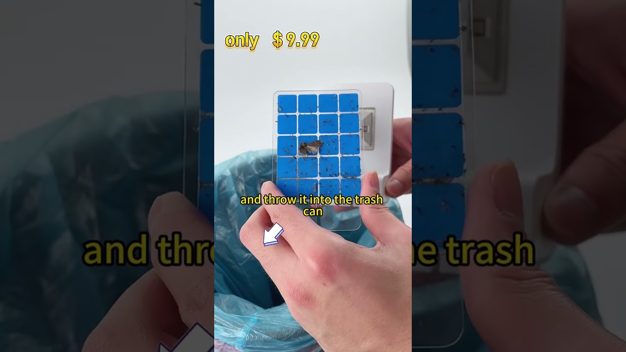 An Effective Way to Kill Flies at Home: UV Light Insect Trap