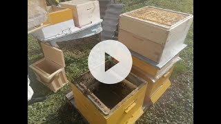 Как избежать роение и получить ранневесенний взяток (How to avoid swarming bees)