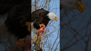 eagle 🦅 hunting 😬#eagles #nature #bird #shorts #shortvideo