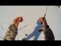 Рыбалка со льда на мормышку с мотылем и балансир.