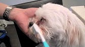 Grooming Guide - Bichon Frisé Pet or Salon Trim - Pro Groomer - YouTube