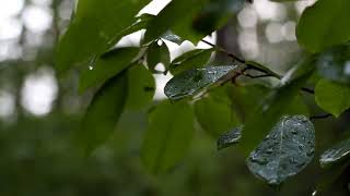 The sound of #rain and #birds in the spring forest is a delight for the ears