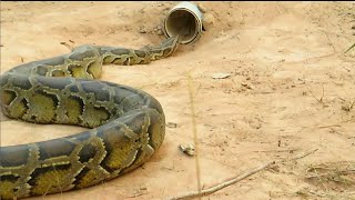 Creative snake trap technology make from bottle & pvc pipe