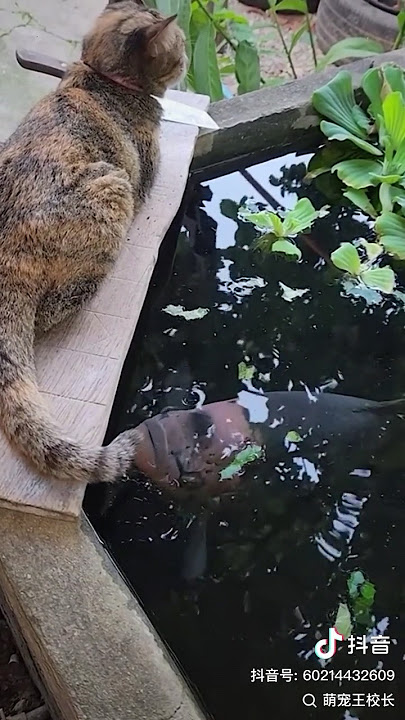 #rap #music #hiphop #funny #youtube #hhhhudgfjhsmds #technologyblog #shortvideo #cat #fyp #ytshorts