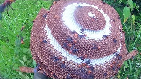 khai thác tổ ong đất p2- tổ ong khủng chưa từng thấy