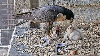 367 Collins Falcons~Mum returns with the prey. She's plucking it,  feeding&eating~6:25 PM 2026/10/06