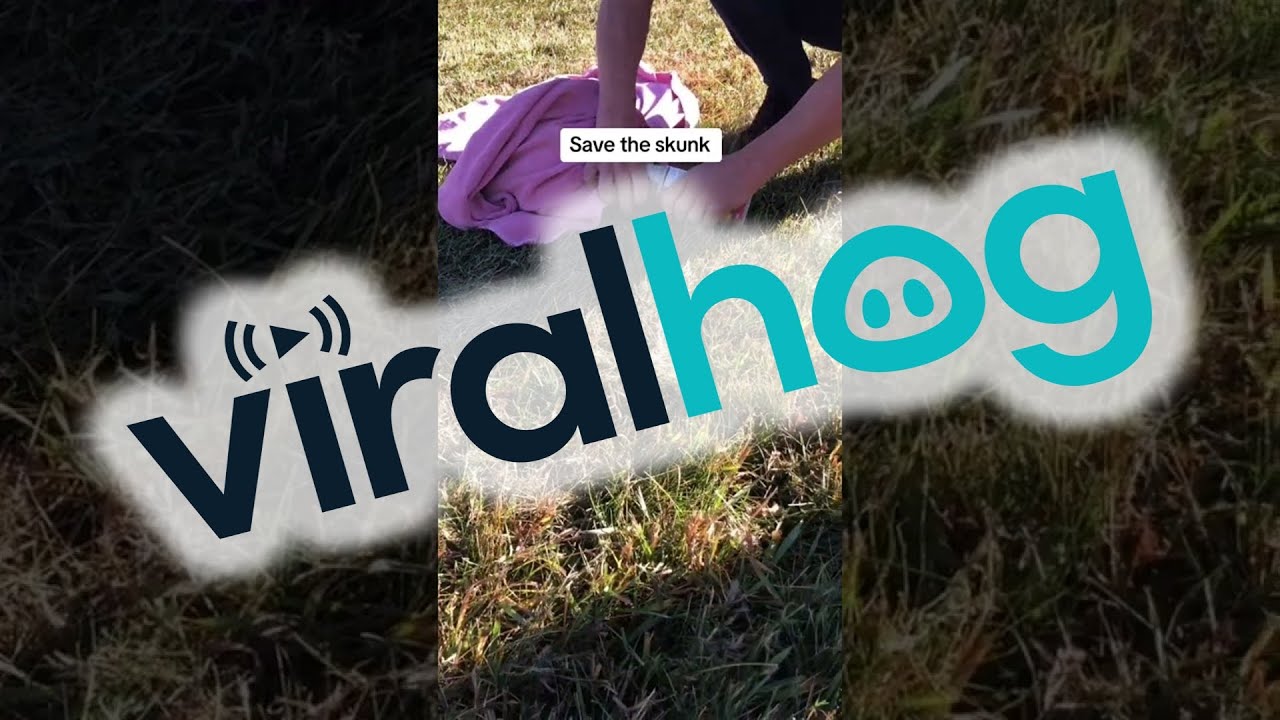 Setting An Italian Skunk Free || ViralHog