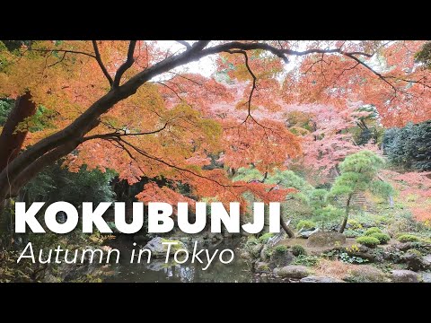 Japan Travel - Kokubunji 国分寺市 Autumn in Tokyo