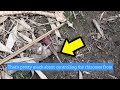 How i build a mini trench to stop bamboo spreading phyllostachys aurea