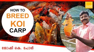 Koi carp Breeding in malayalam |How to breed koi carp in malayalam |fish farming malayalam |Koi carp