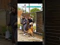 Last Dog Is Real One 