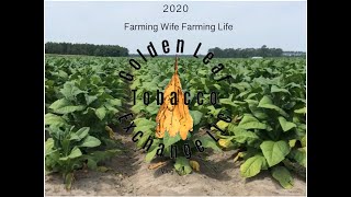 In the Greenhouses Seeding Tobacco 2020 screenshot 4